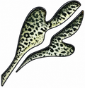 Crappie Decal