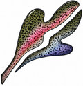Rainbow Trout Decal